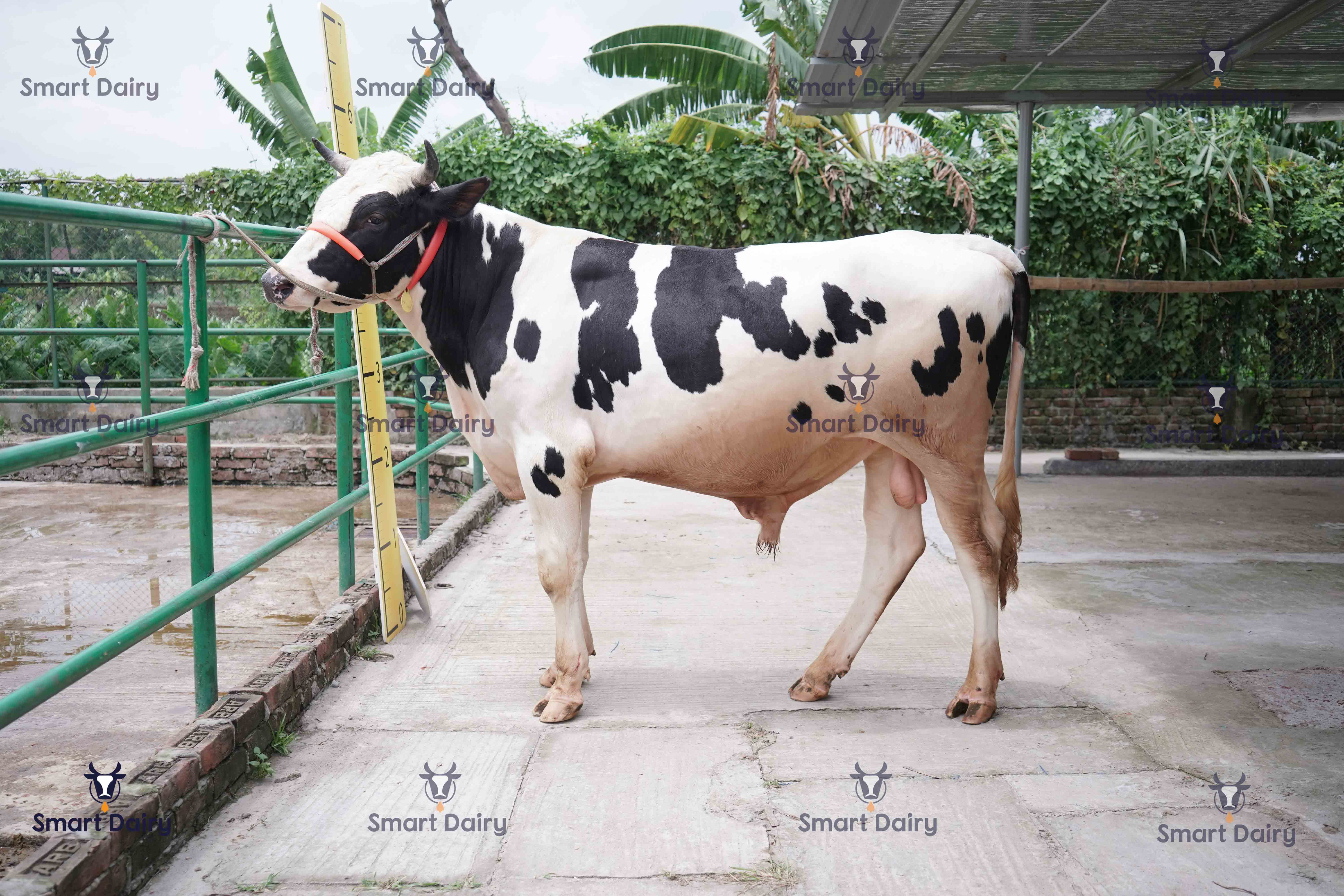 Male - Bull (ষাঁড়), SD-44