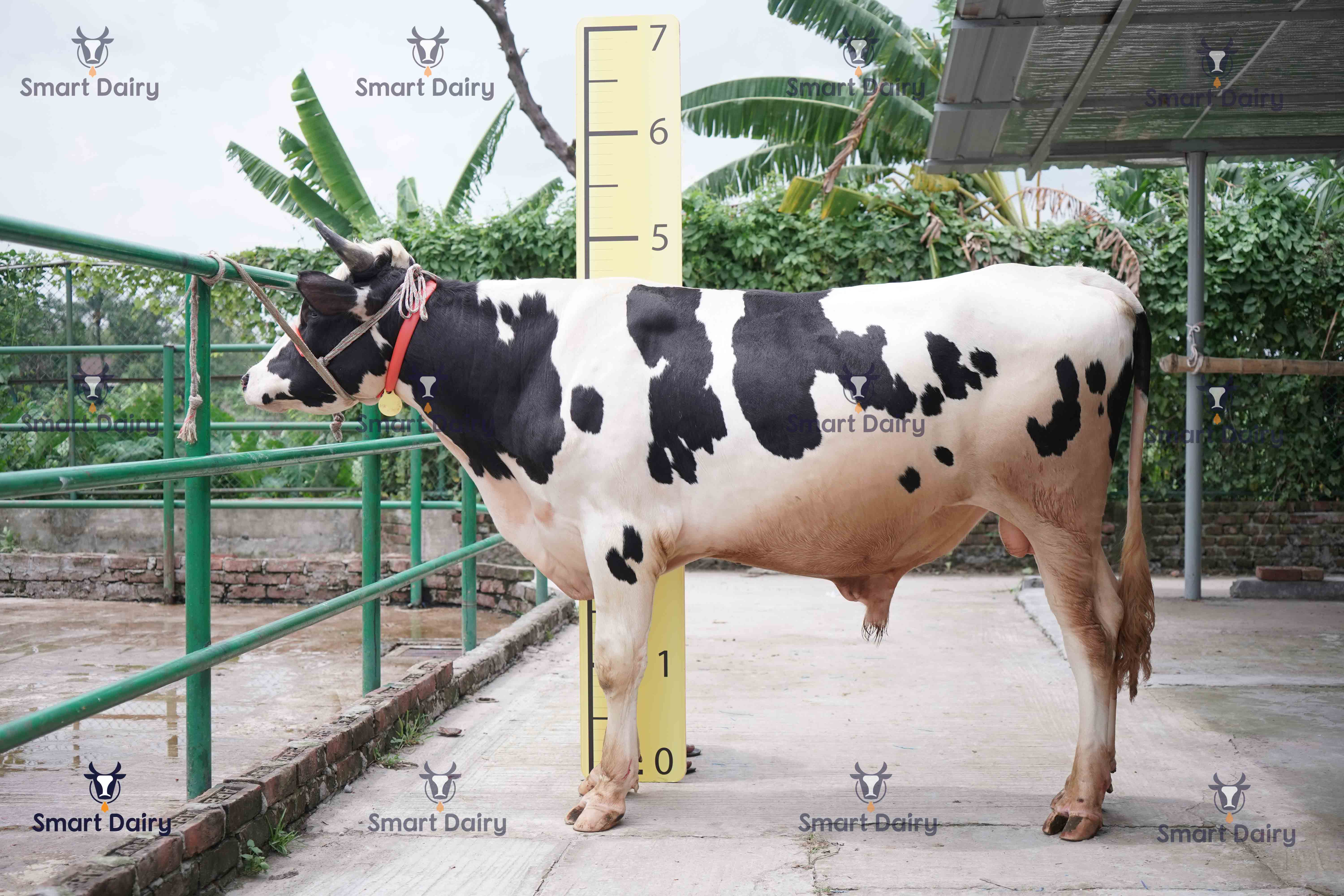 Male - Bull (ষাঁড়), SD-44