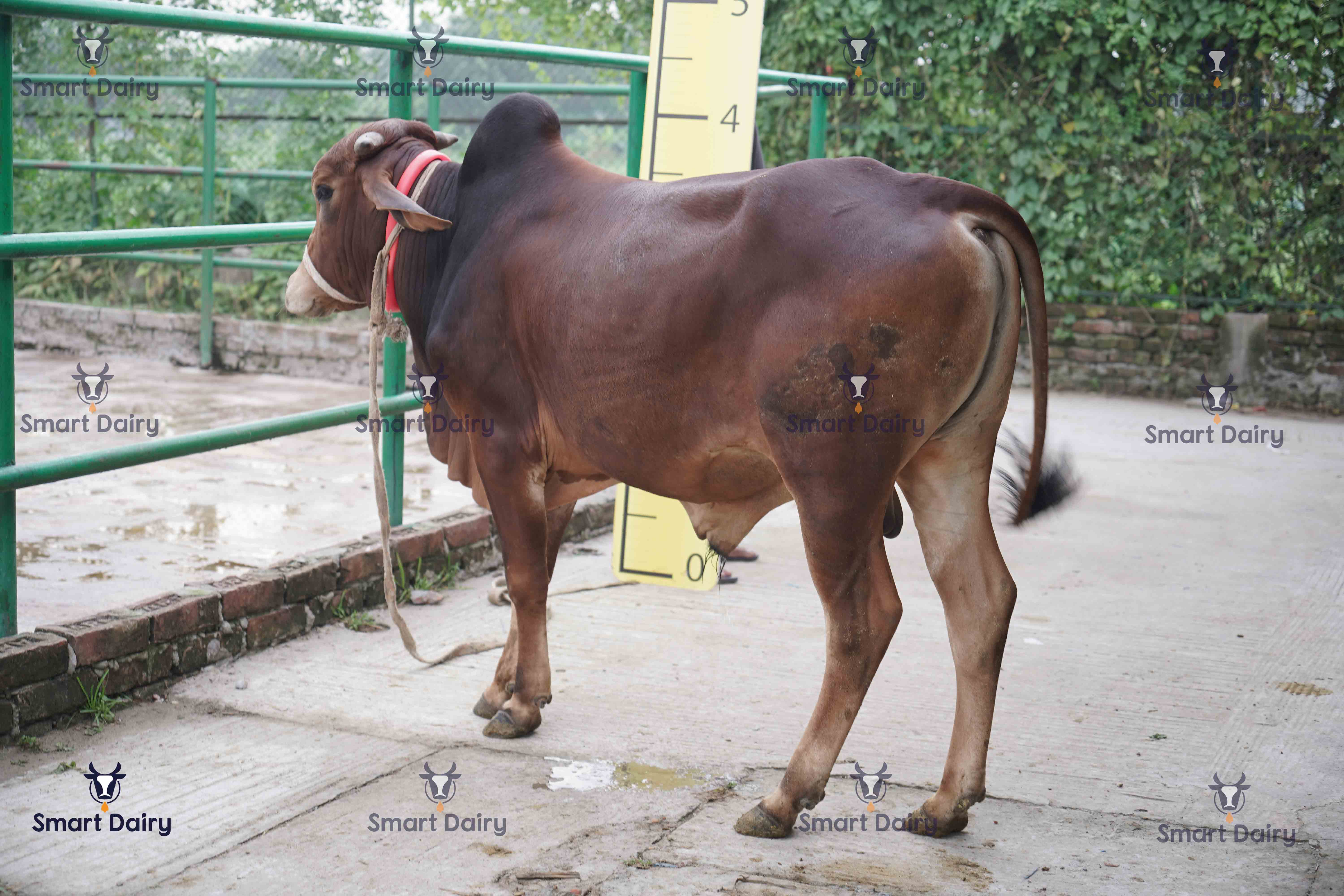 Male - Bull (ষাঁড়), SD-65