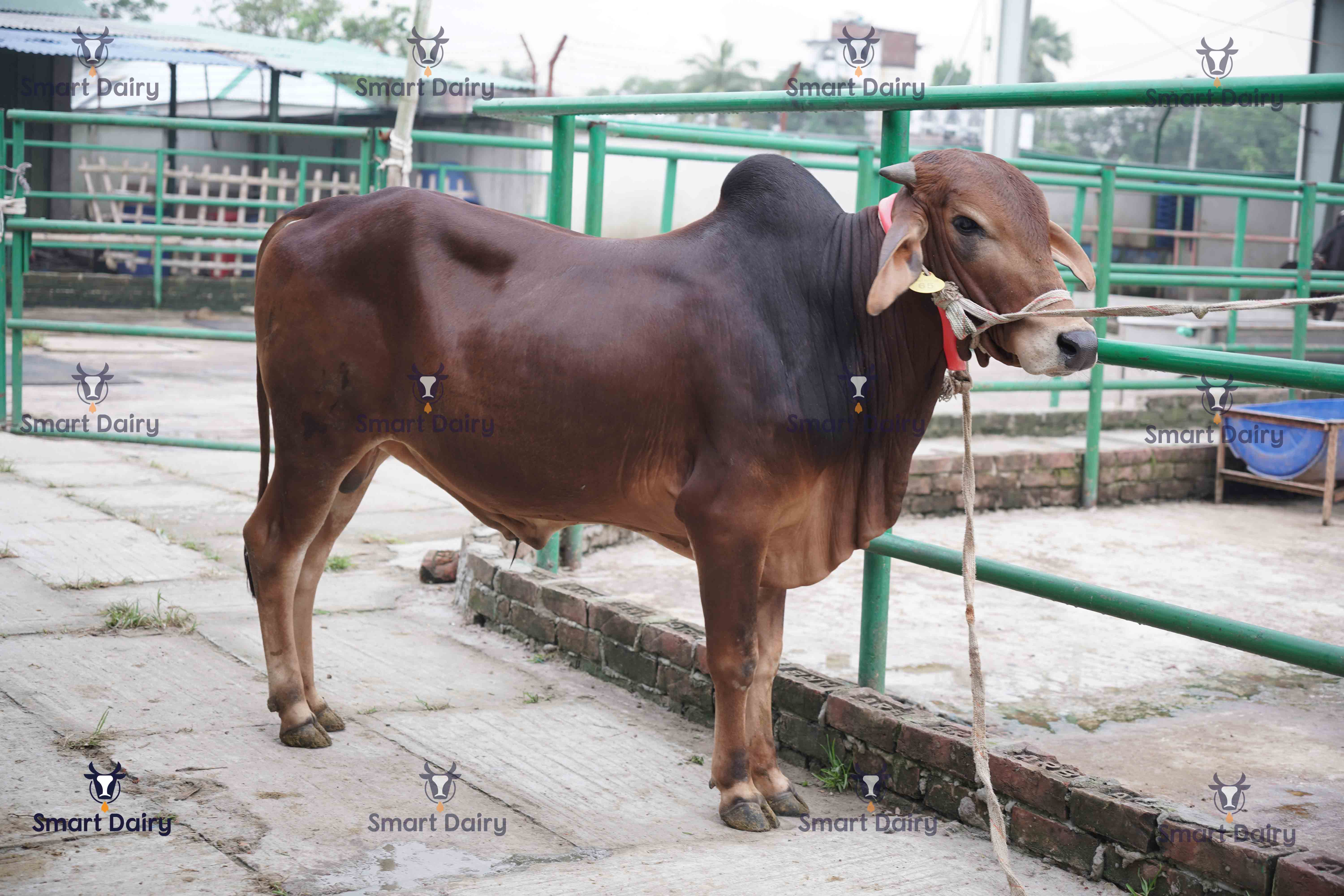 Male - Bull (ষাঁড়), SD-65