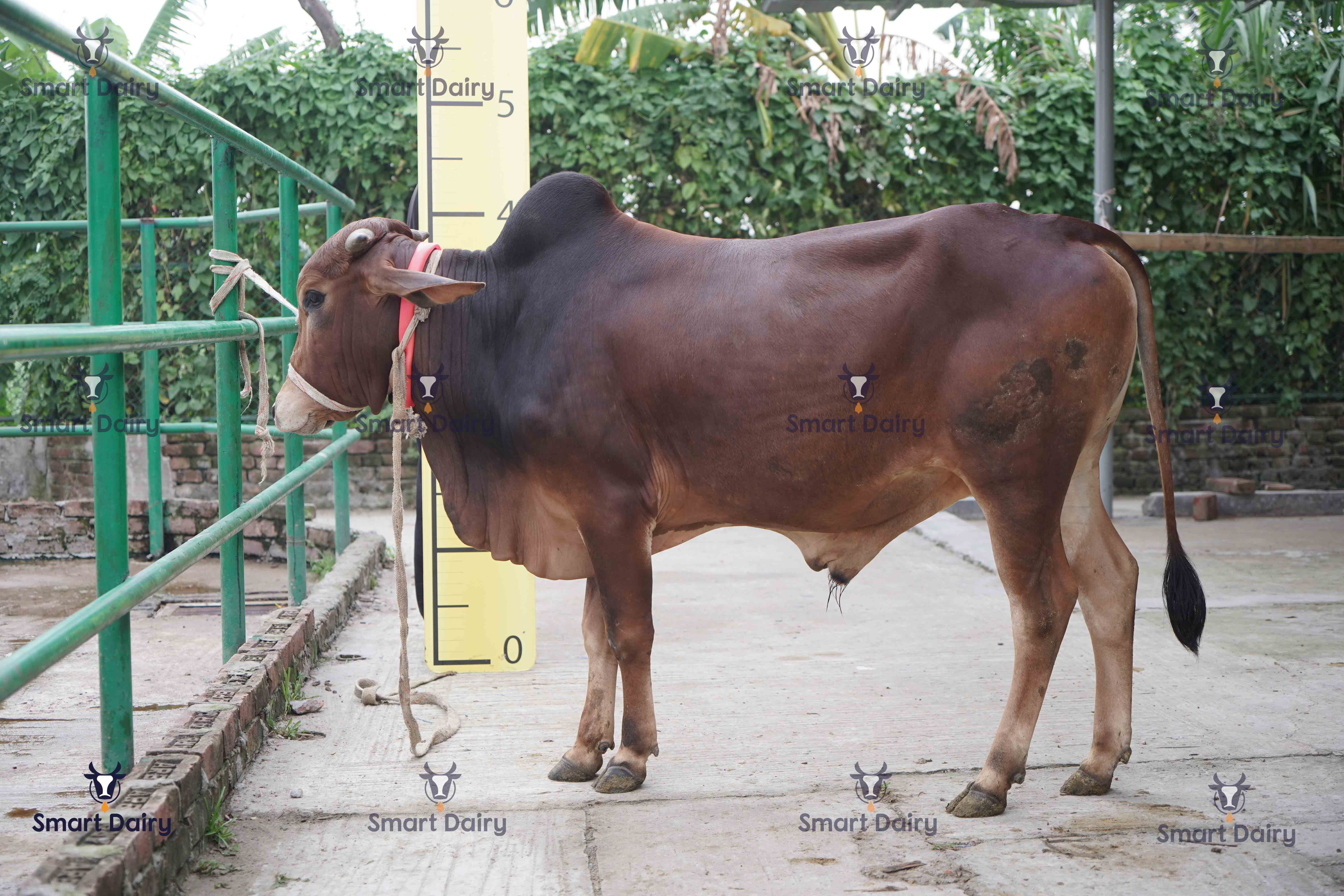 Male - Bull (ষাঁড়), SD-65