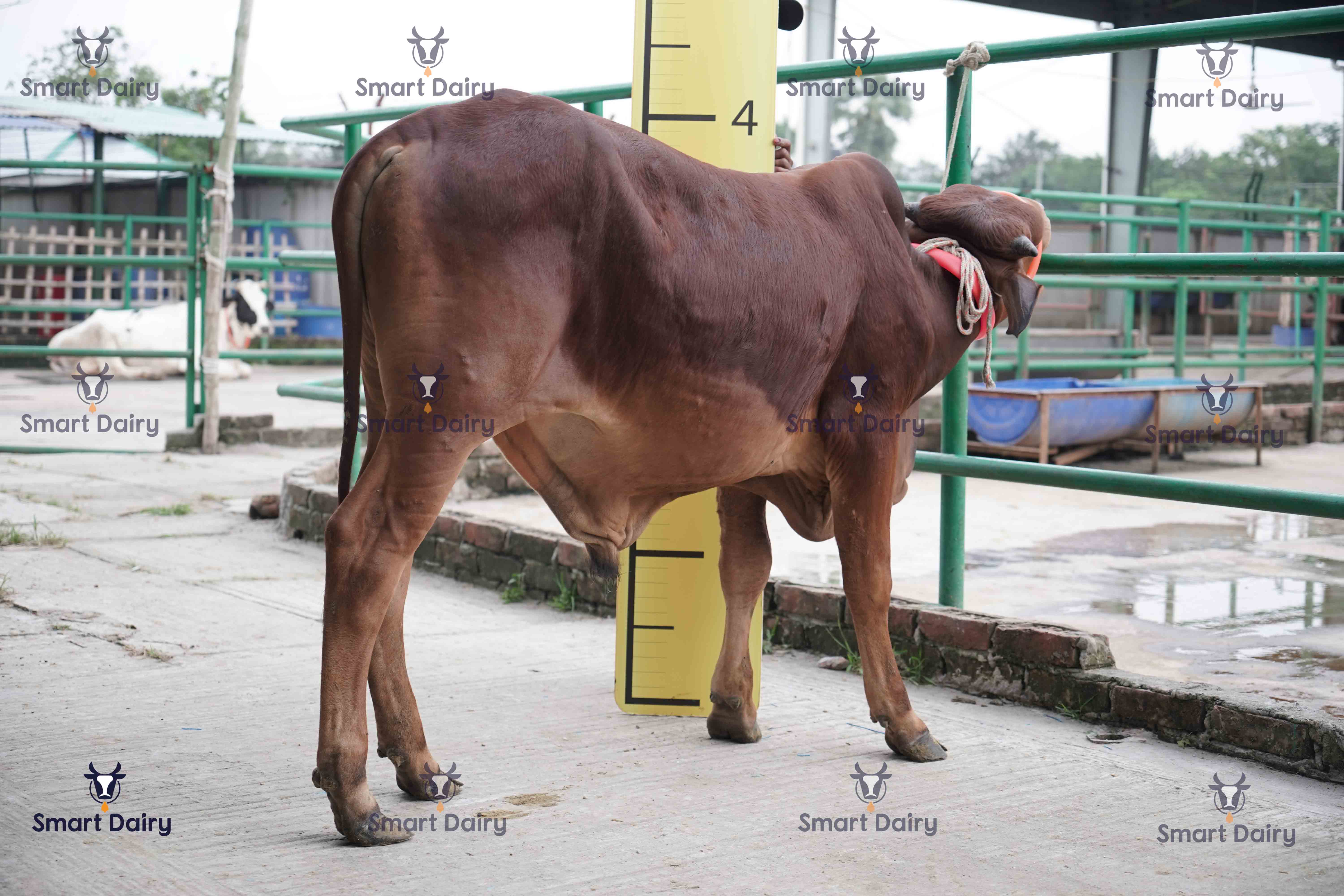 Male - Bull (ষাঁড়), SD-67