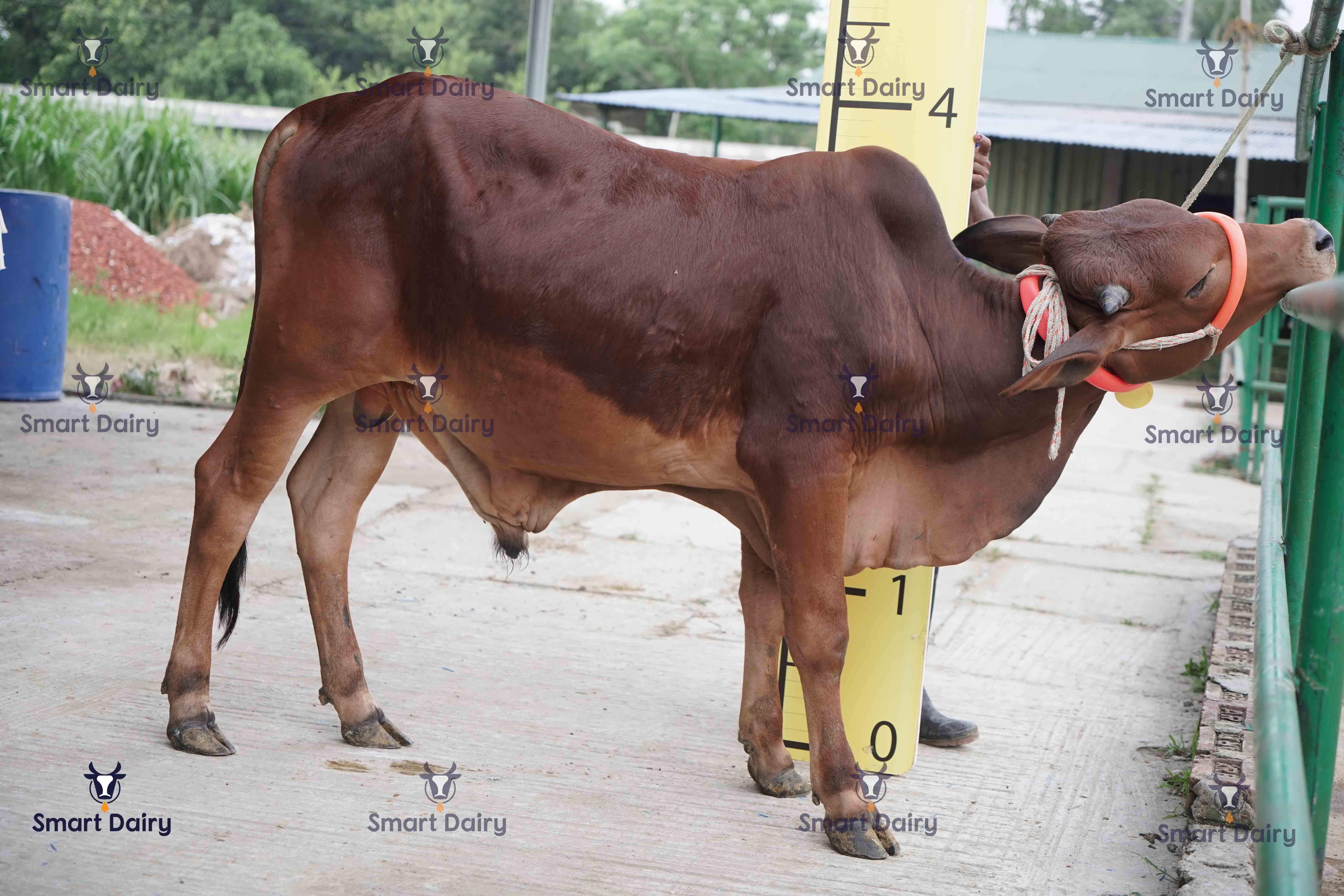 Male - Bull (ষাঁড়), SD-67