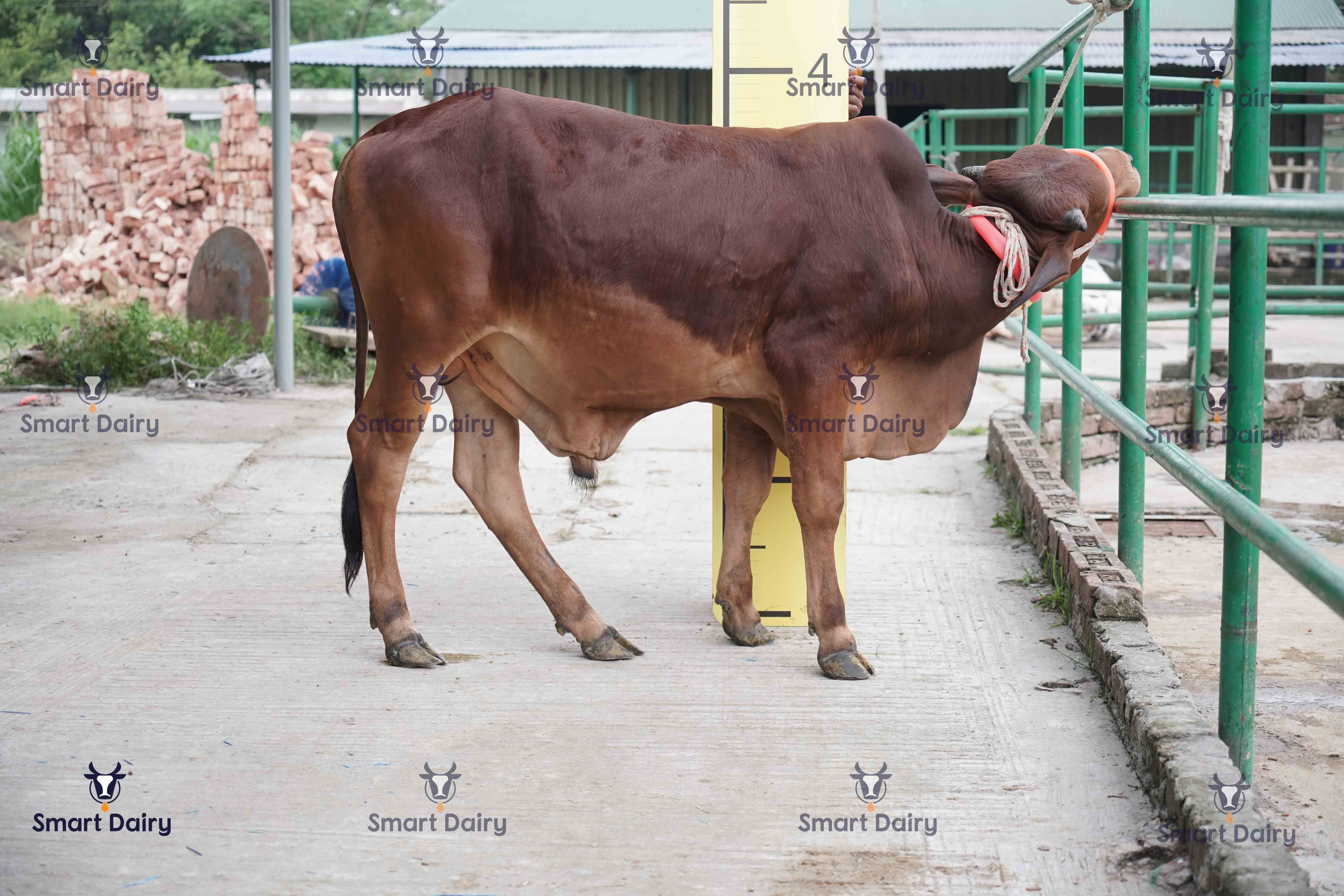 Male - Bull (ষাঁড়), SD-67