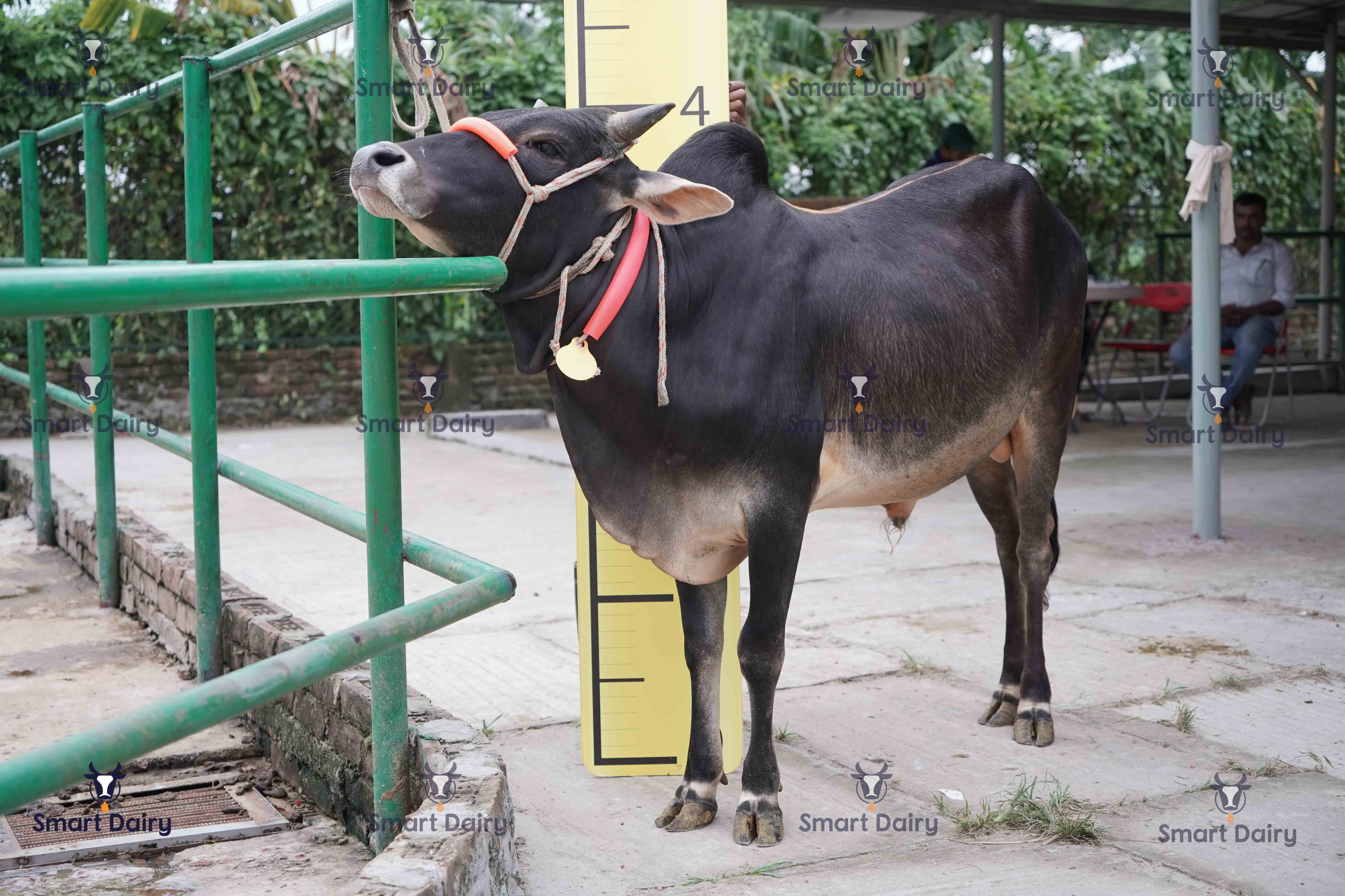 Male - Bull (ষাঁড়), SD-68