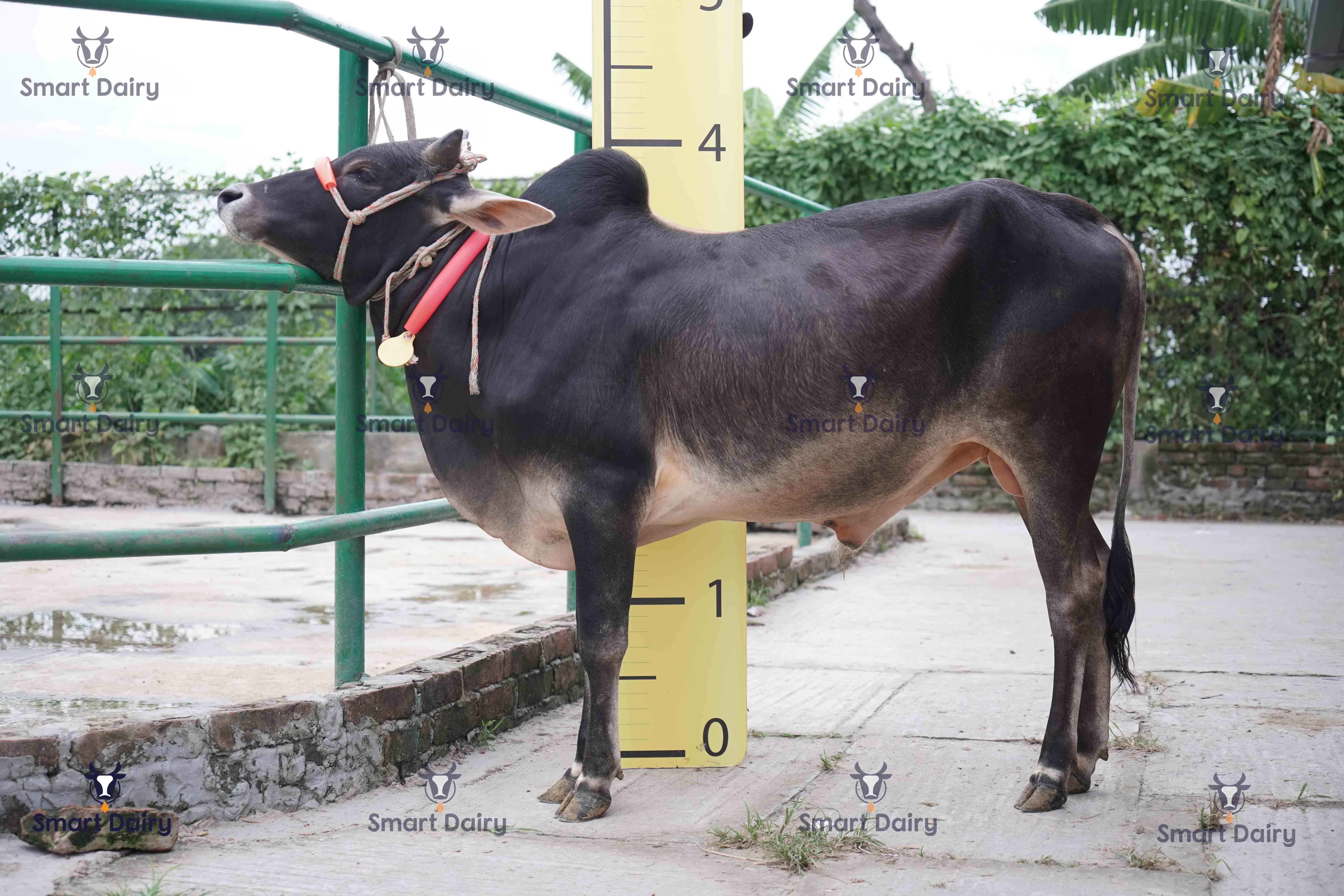 Male - Bull (ষাঁড়), SD-68