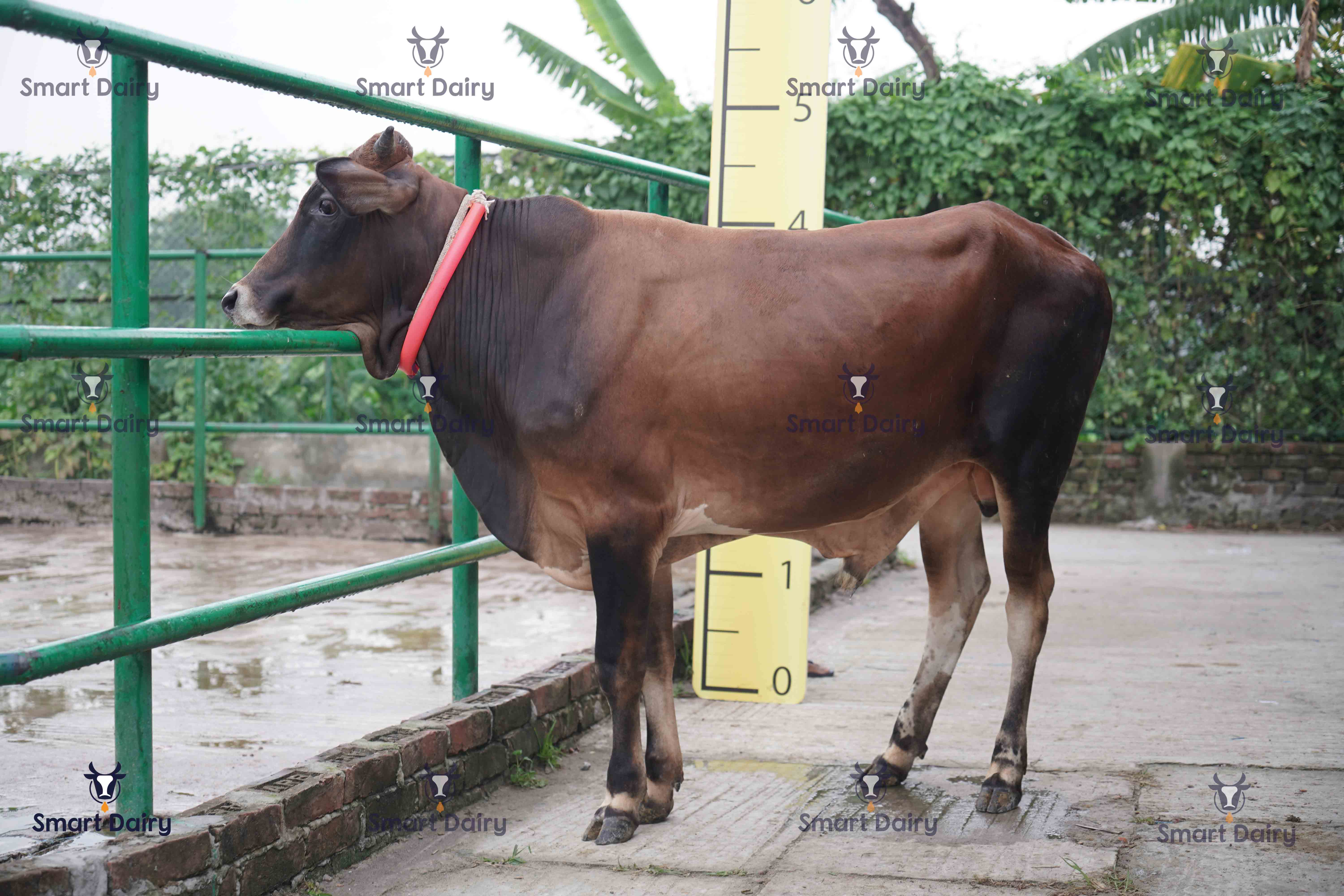 Male - Bull (ষাঁড়), SD-70
