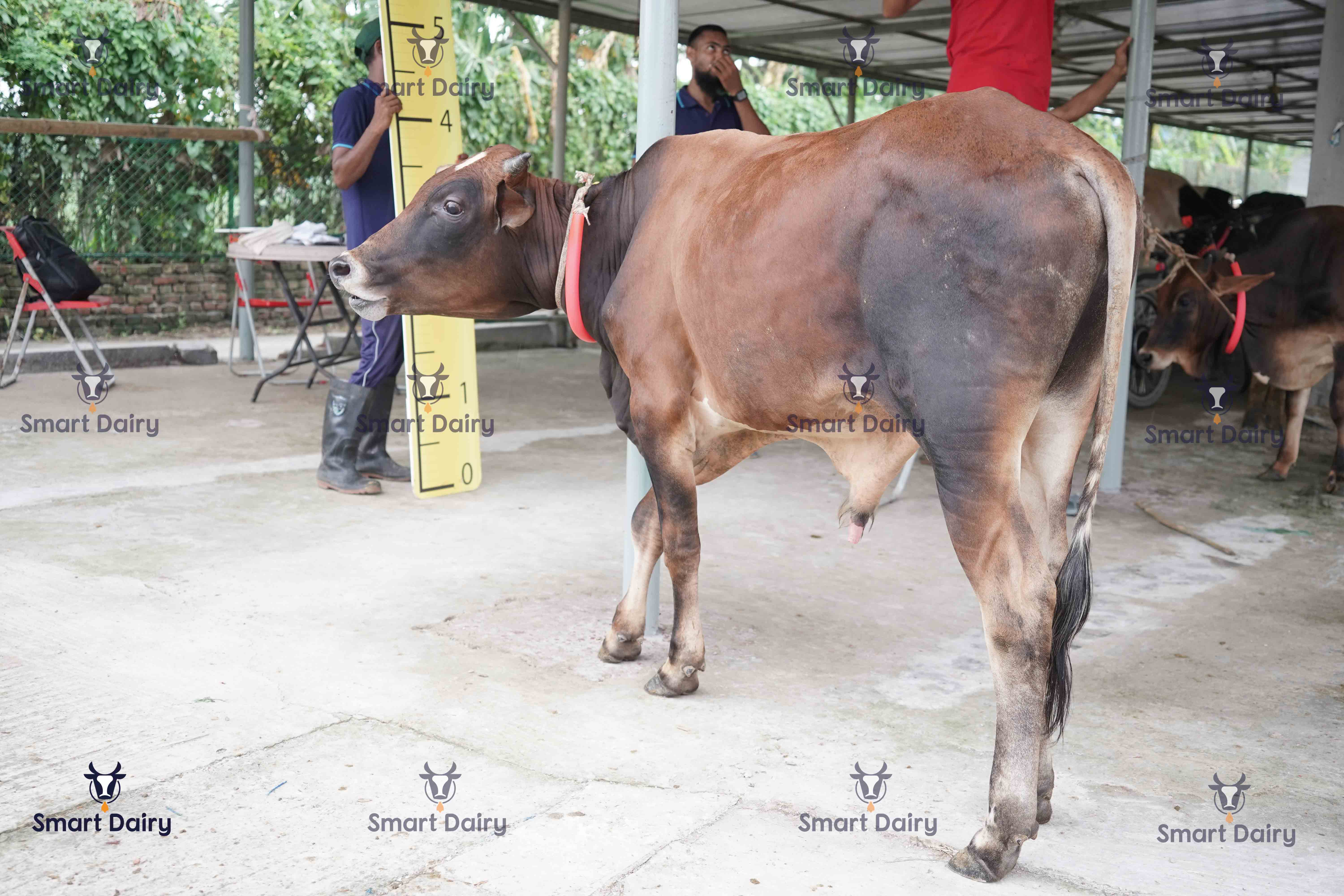 Male - Bull (ষাঁড়), SD-70