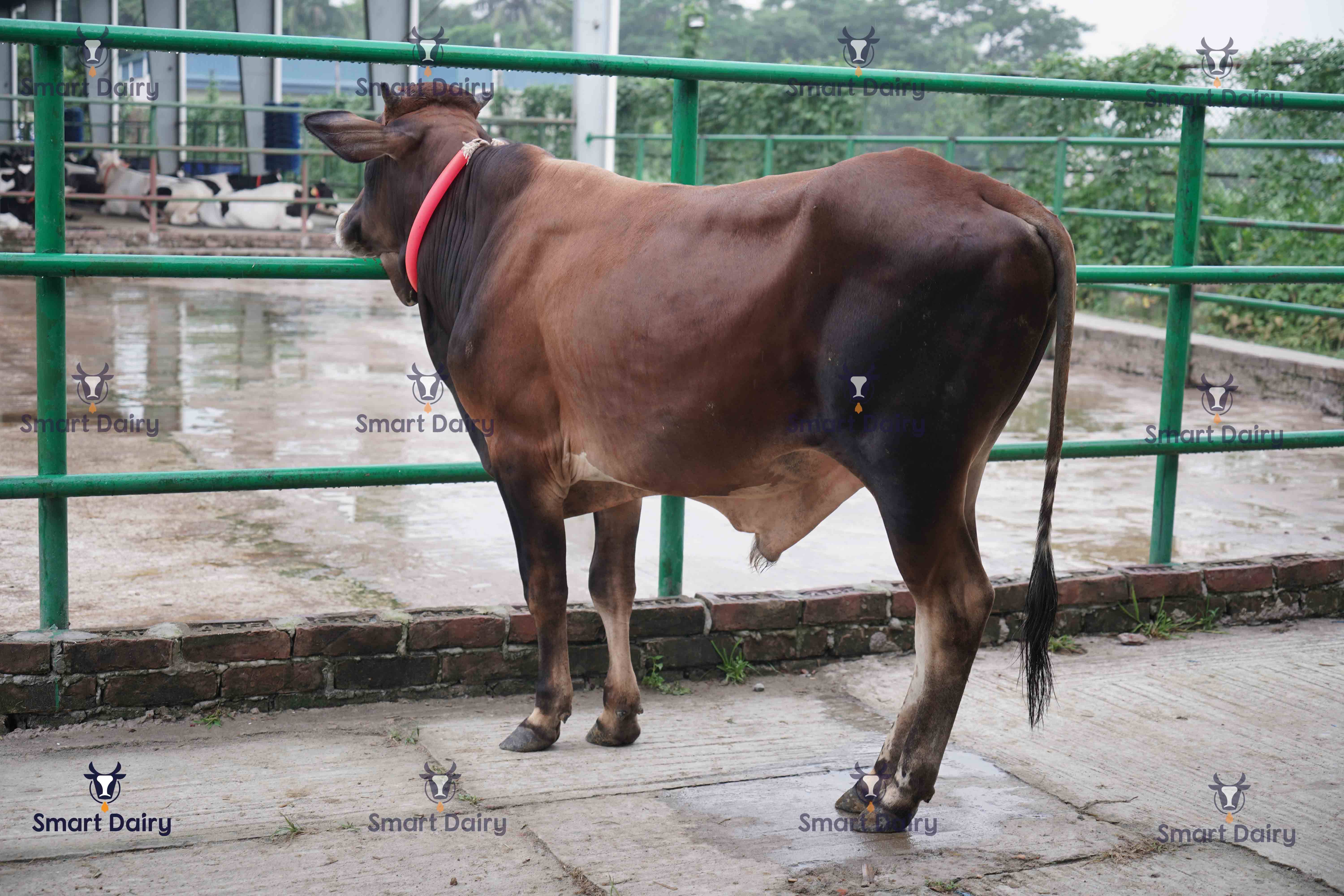 Male - Bull (ষাঁড়), SD-70
