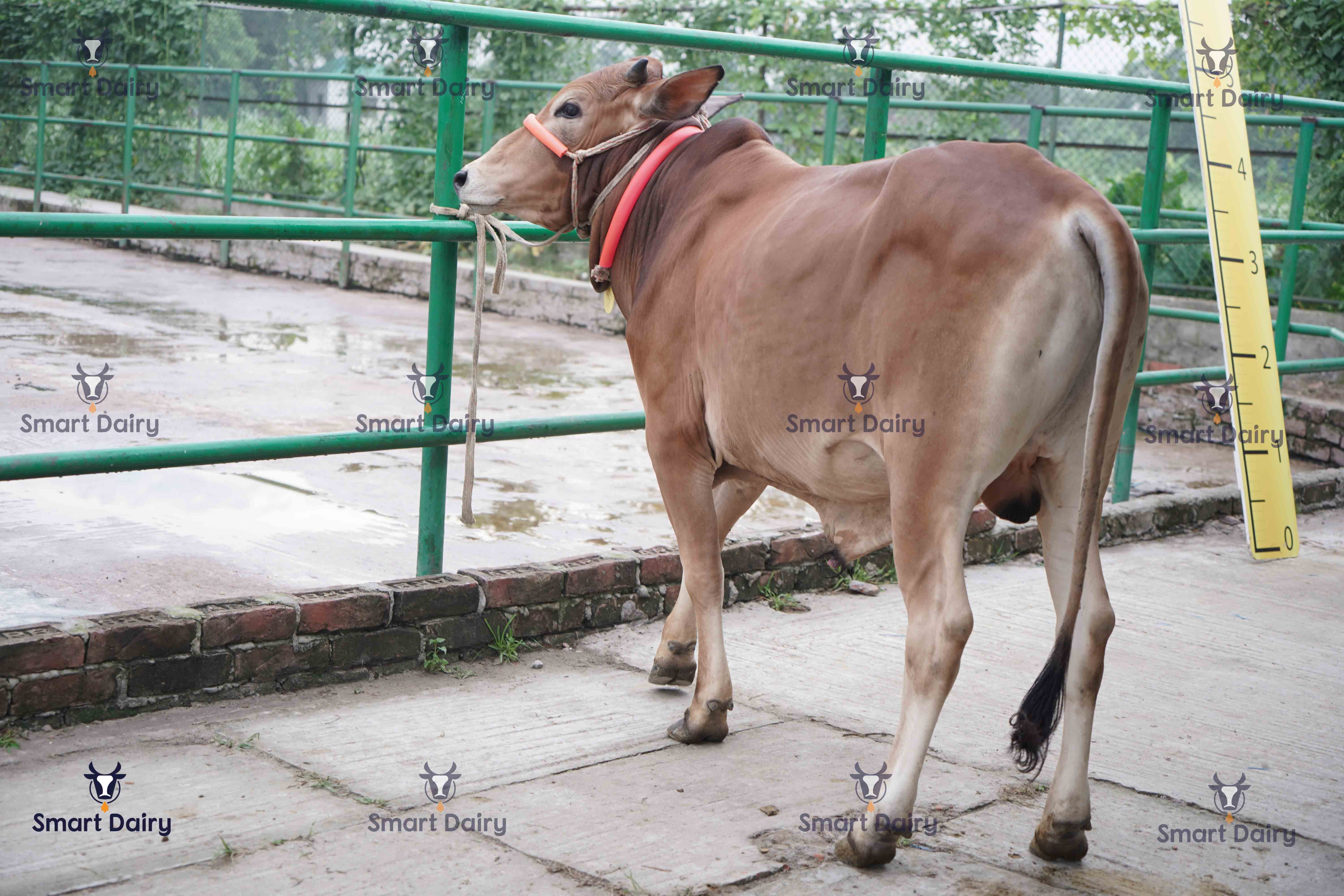 Male - Bull (ষাঁড়), SD-72