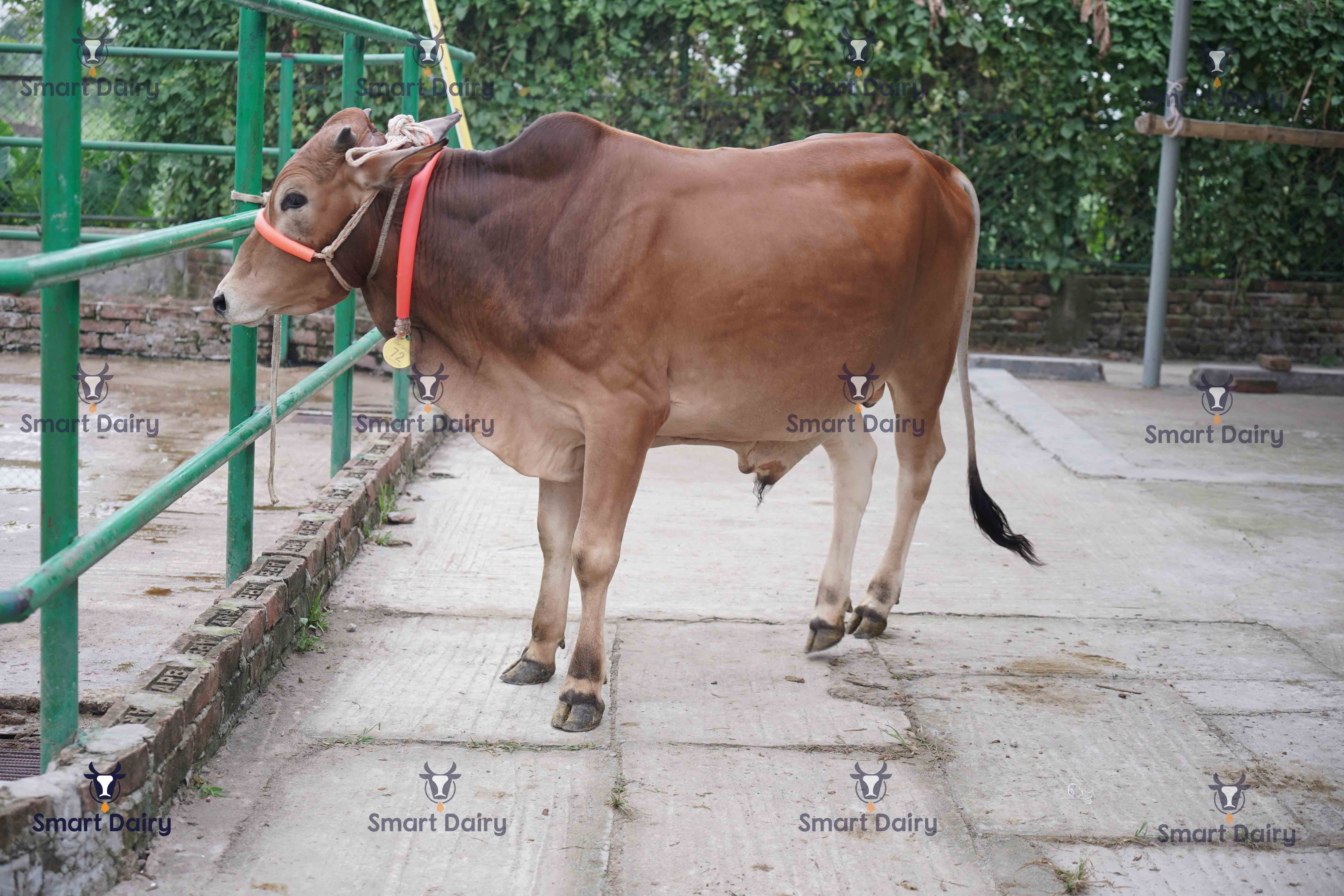 Male - Bull (ষাঁড়), SD-72