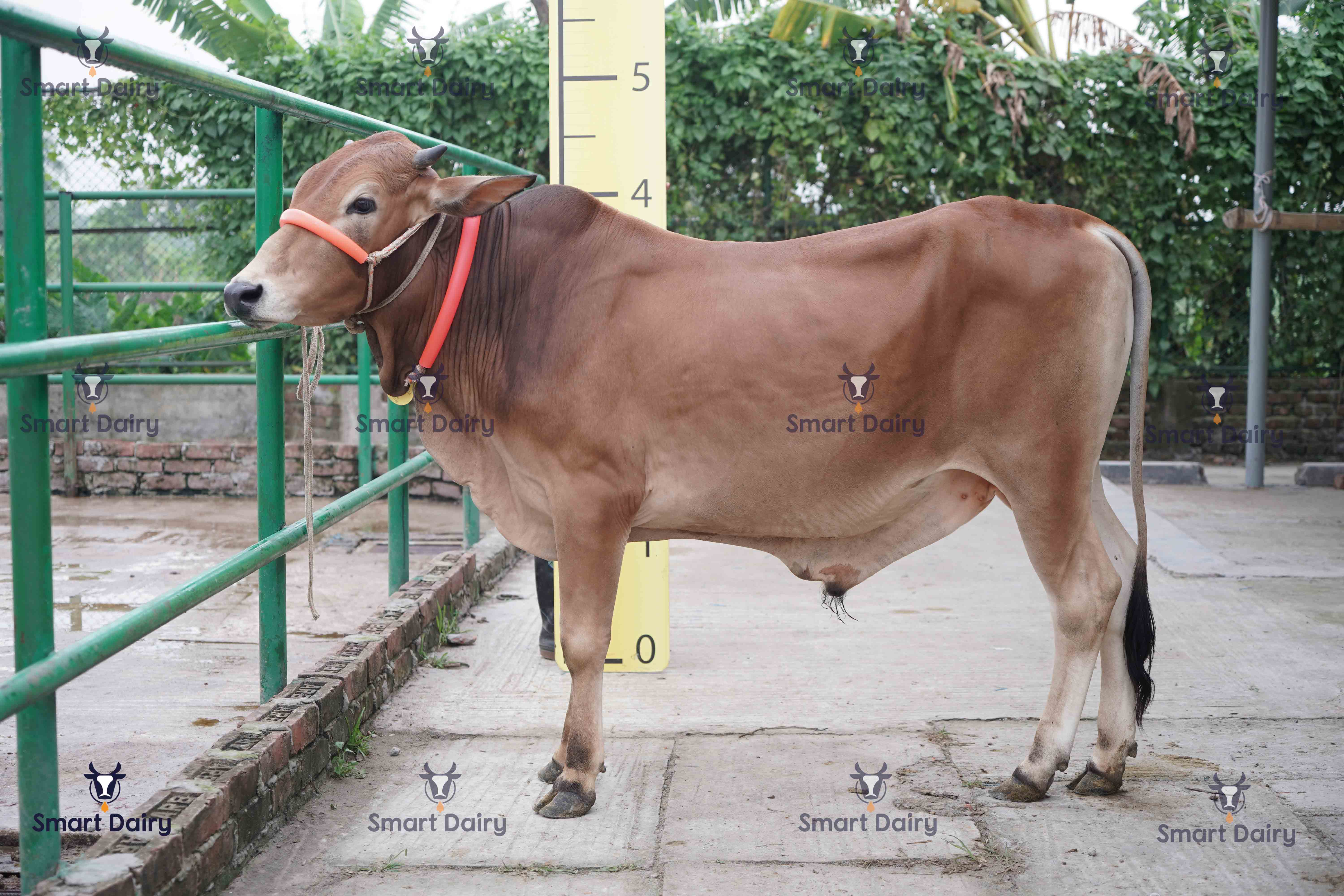 Male - Bull (ষাঁড়), SD-72