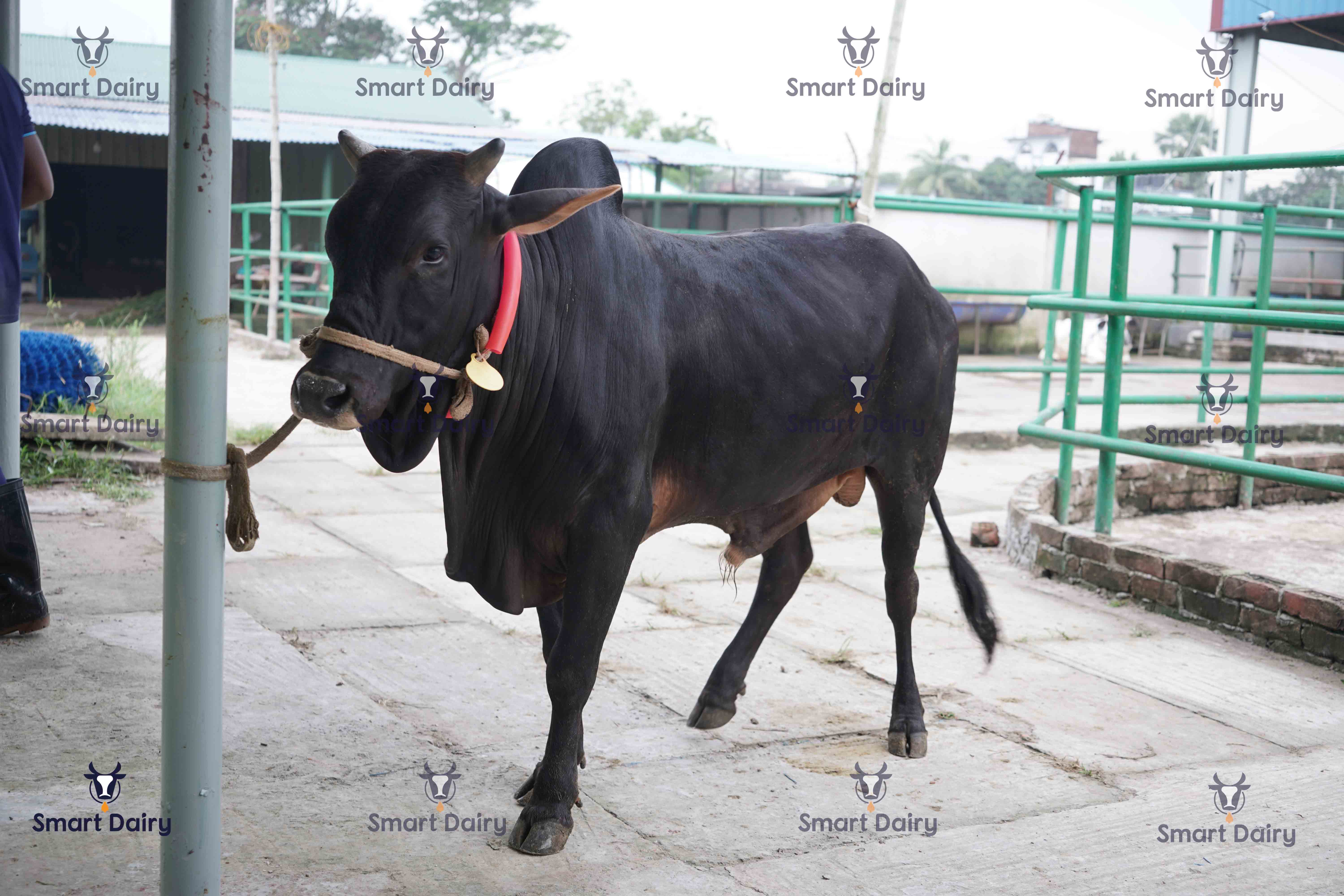 Male - Bull (ষাঁড়), SD-73