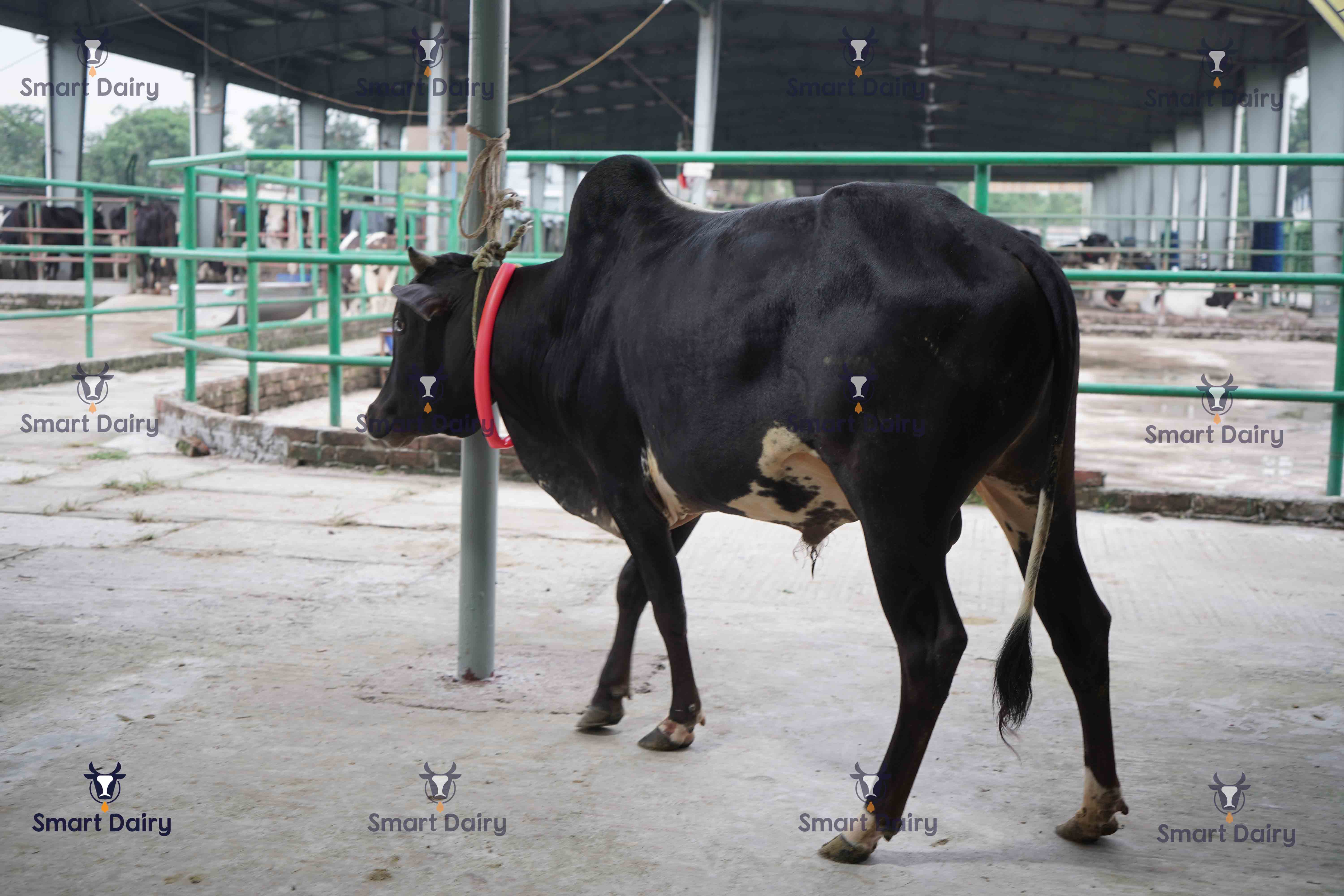 Male - Bull (ষাঁড়), SD-73