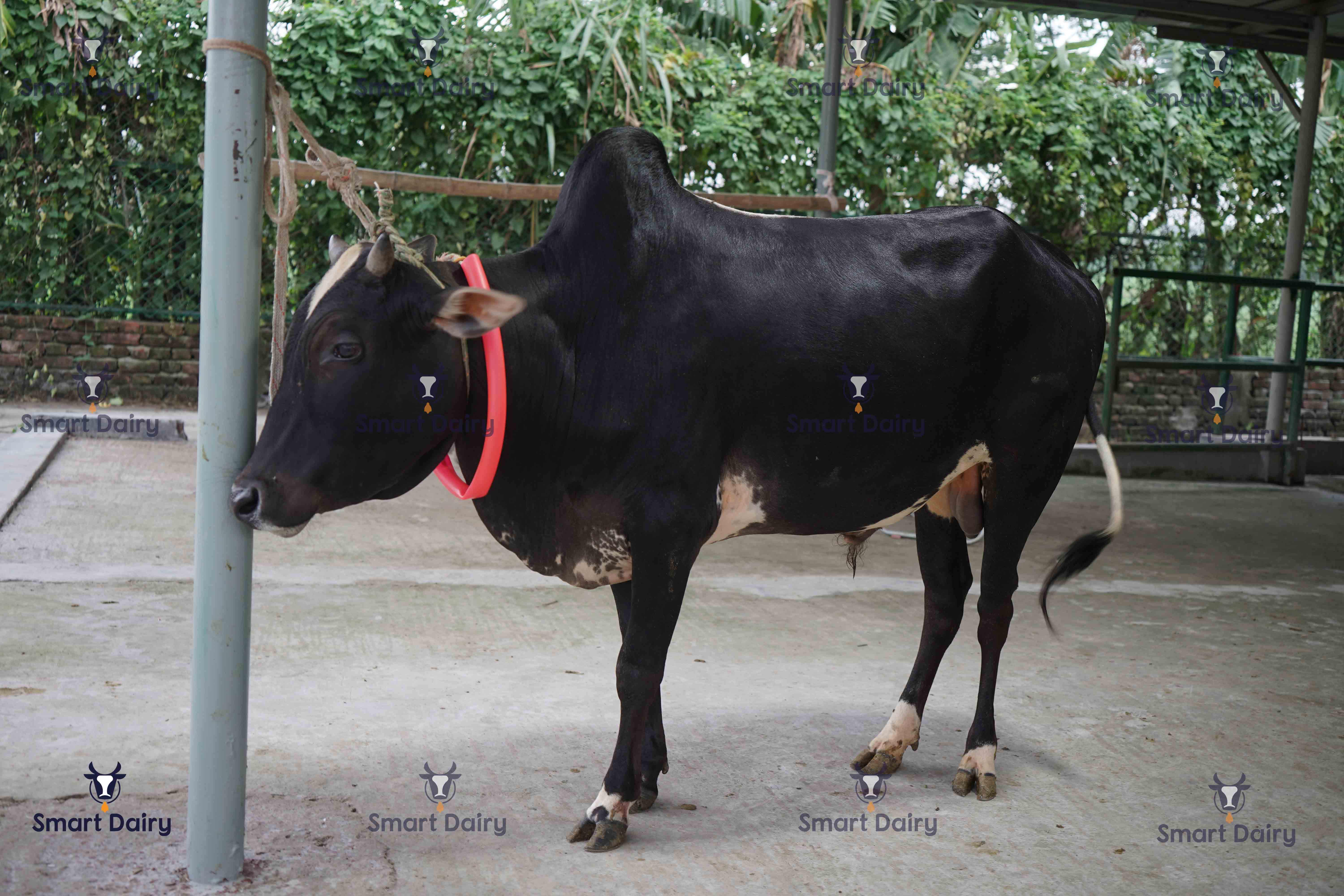 Male - Bull (ষাঁড়), SD-73