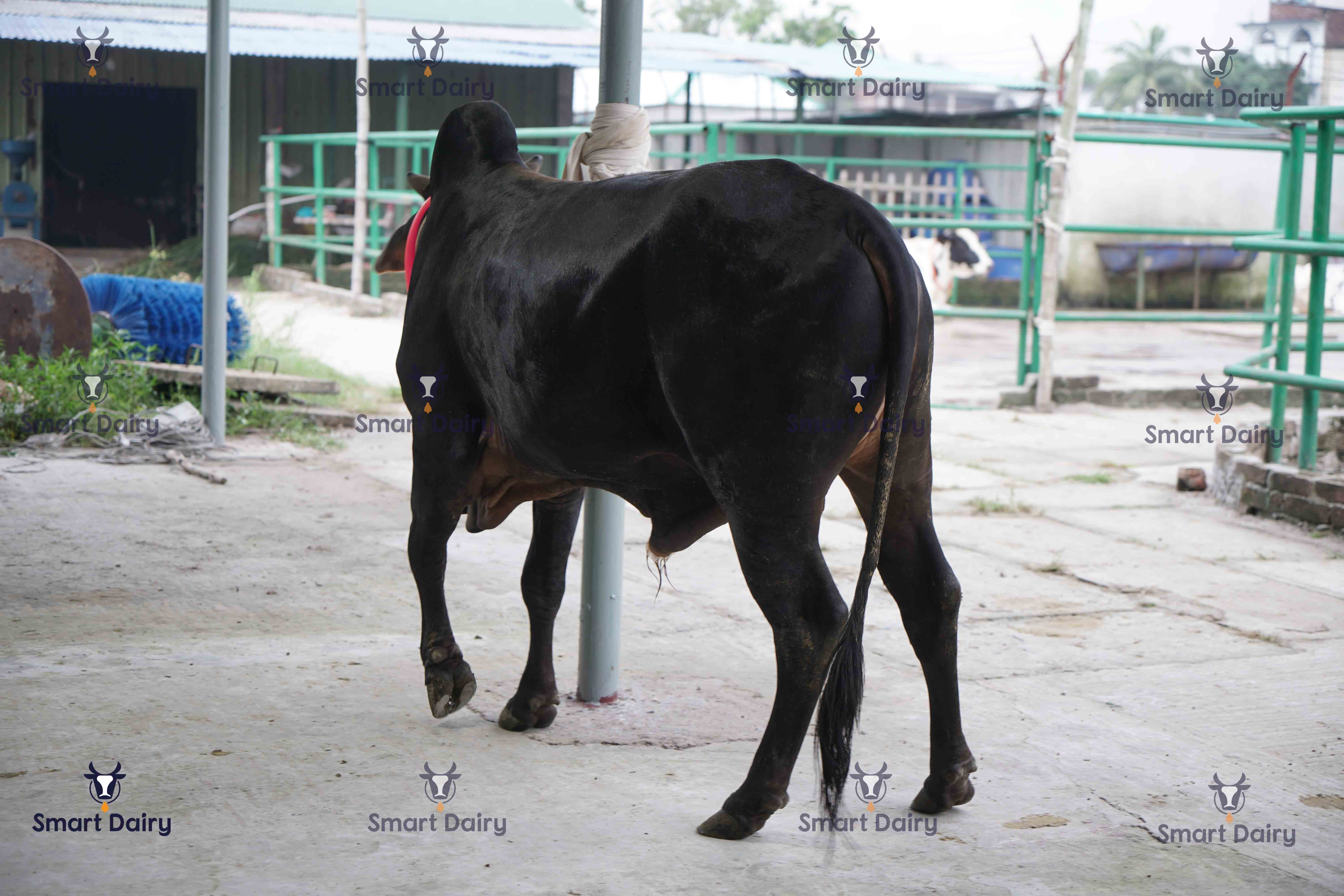 Male - Bull (ষাঁড়), SD-74