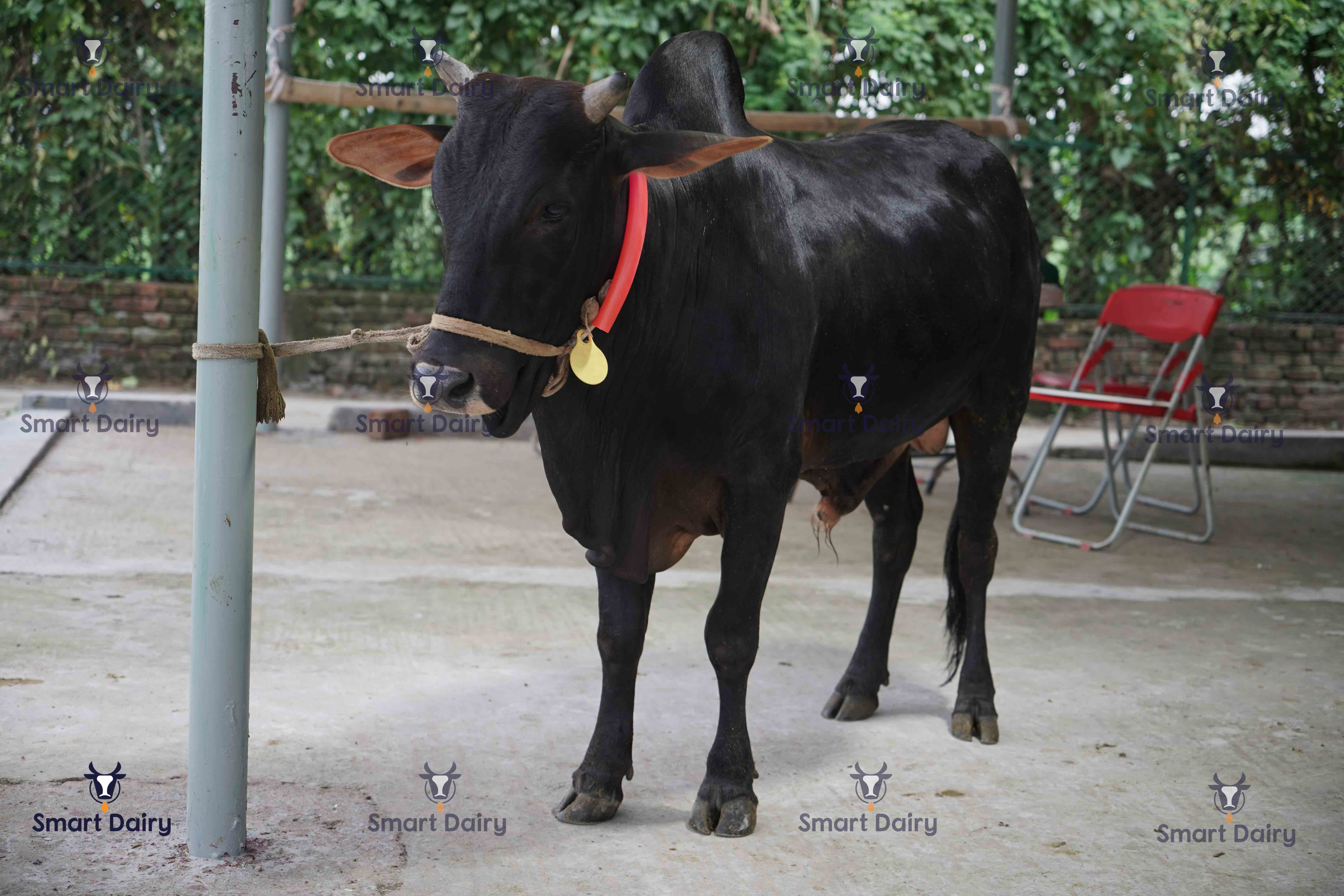 Male - Bull (ষাঁড়), SD-74