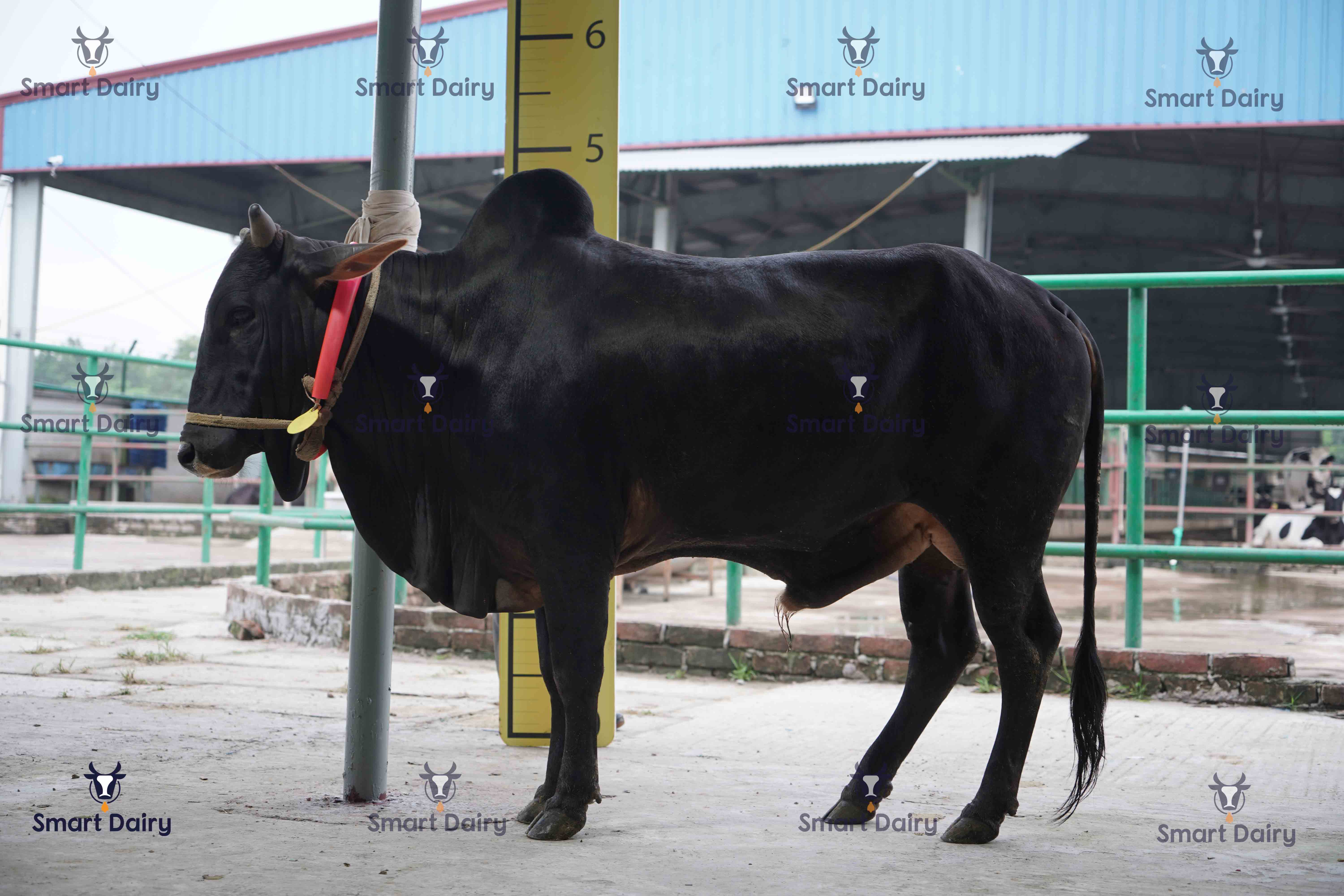 Male - Bull (ষাঁড়), SD-74