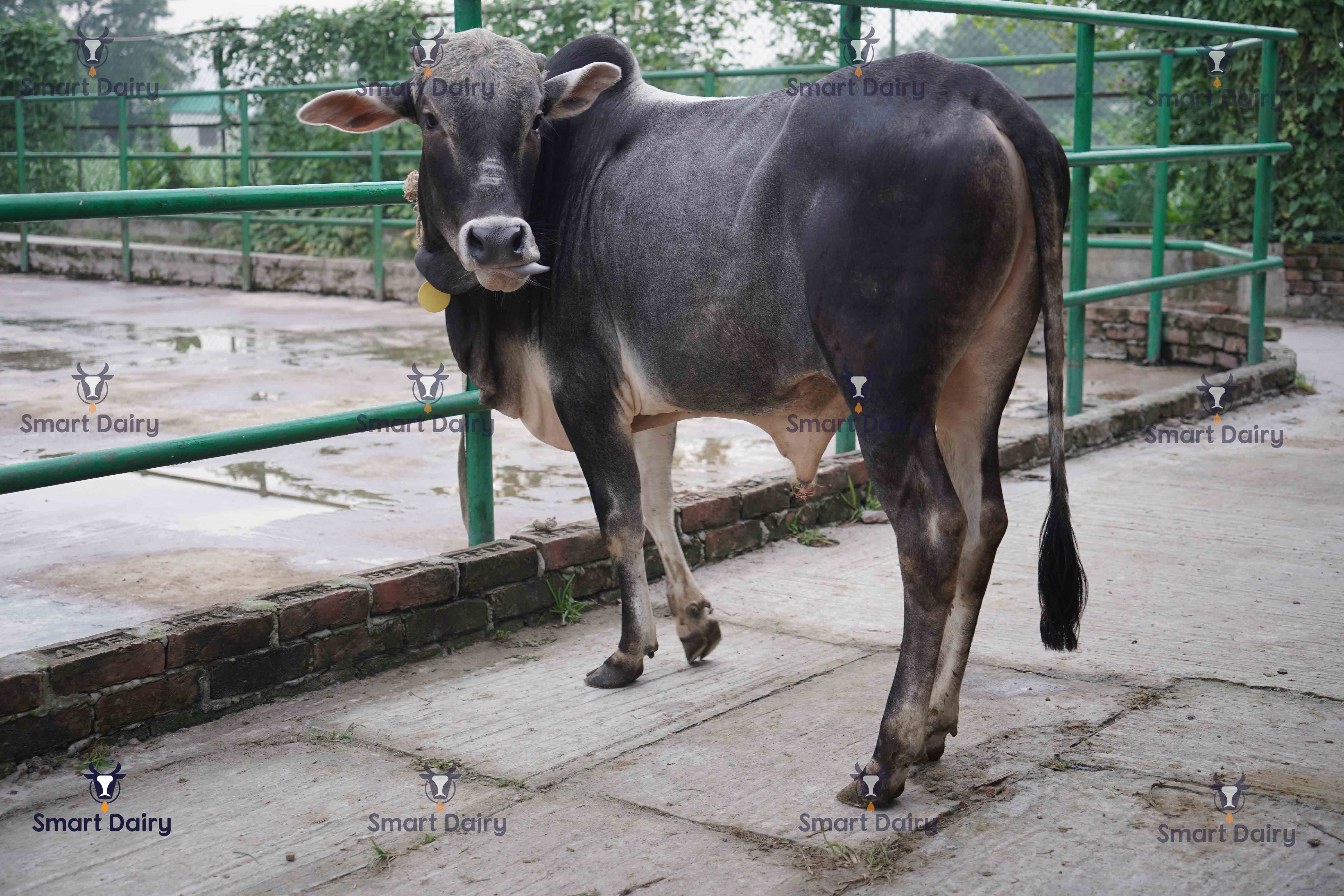 Male - Bull (ষাঁড়), SD-75
