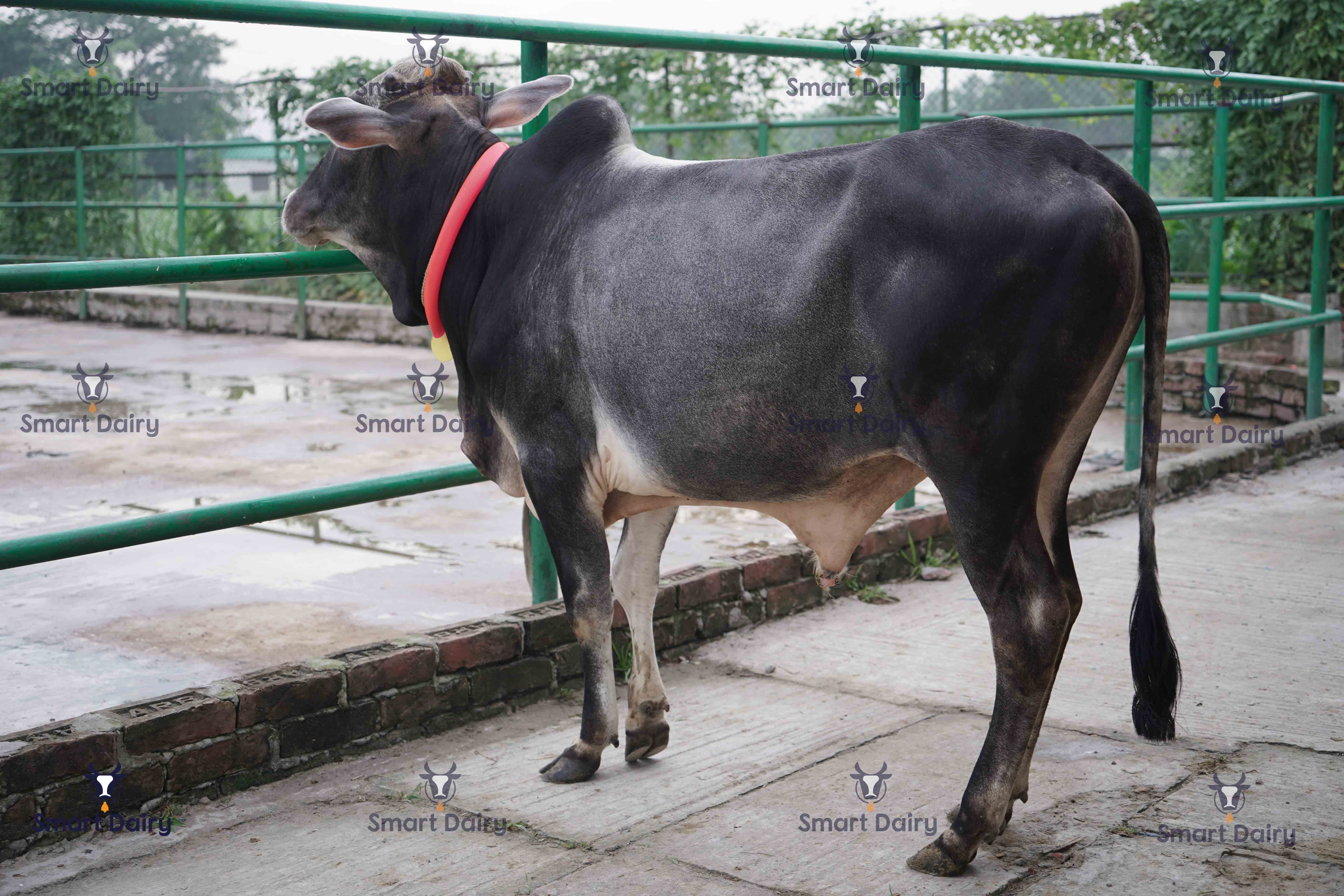 Male - Bull (ষাঁড়), SD-75