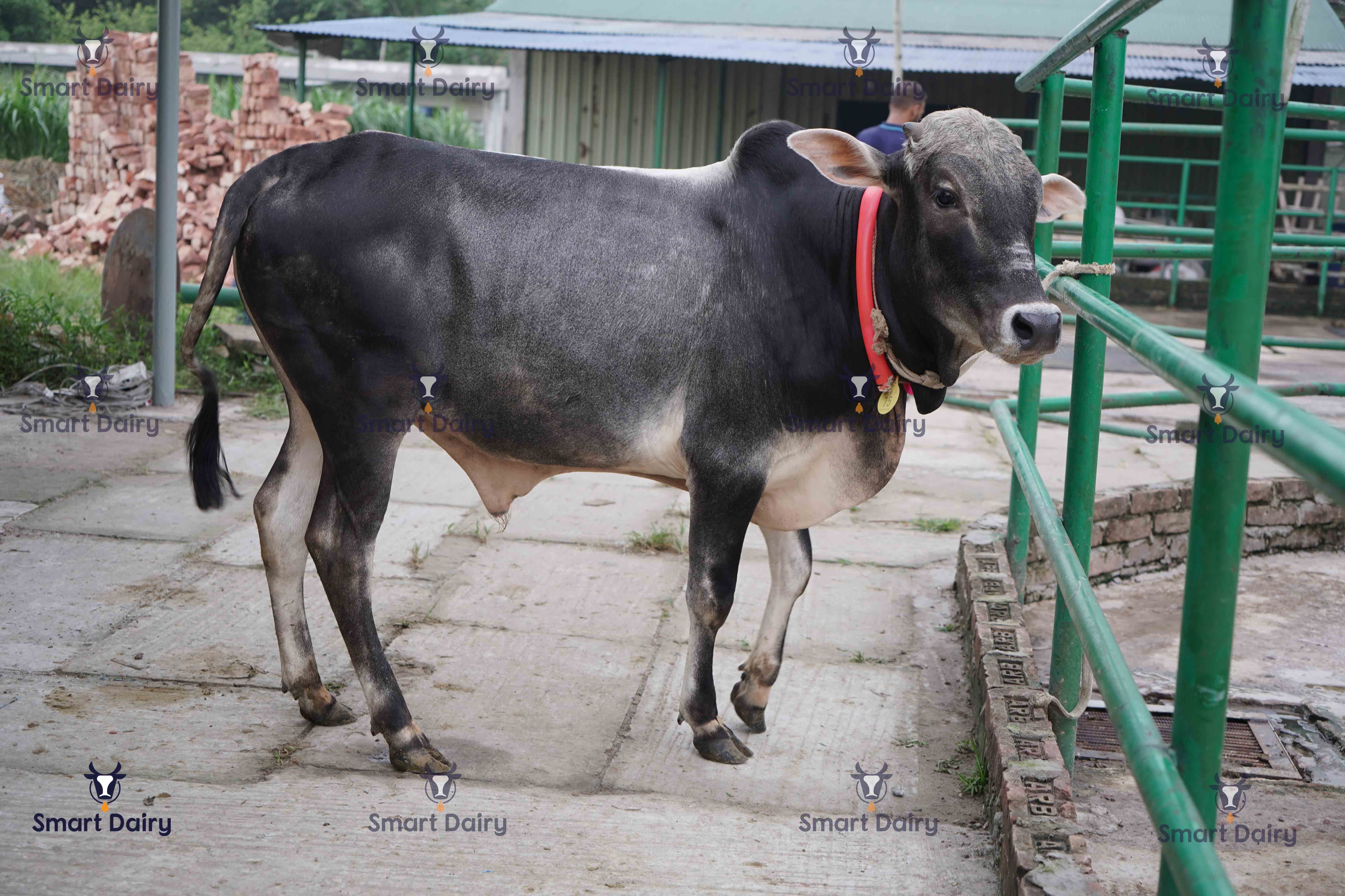 Male - Bull (ষাঁড়), SD-75