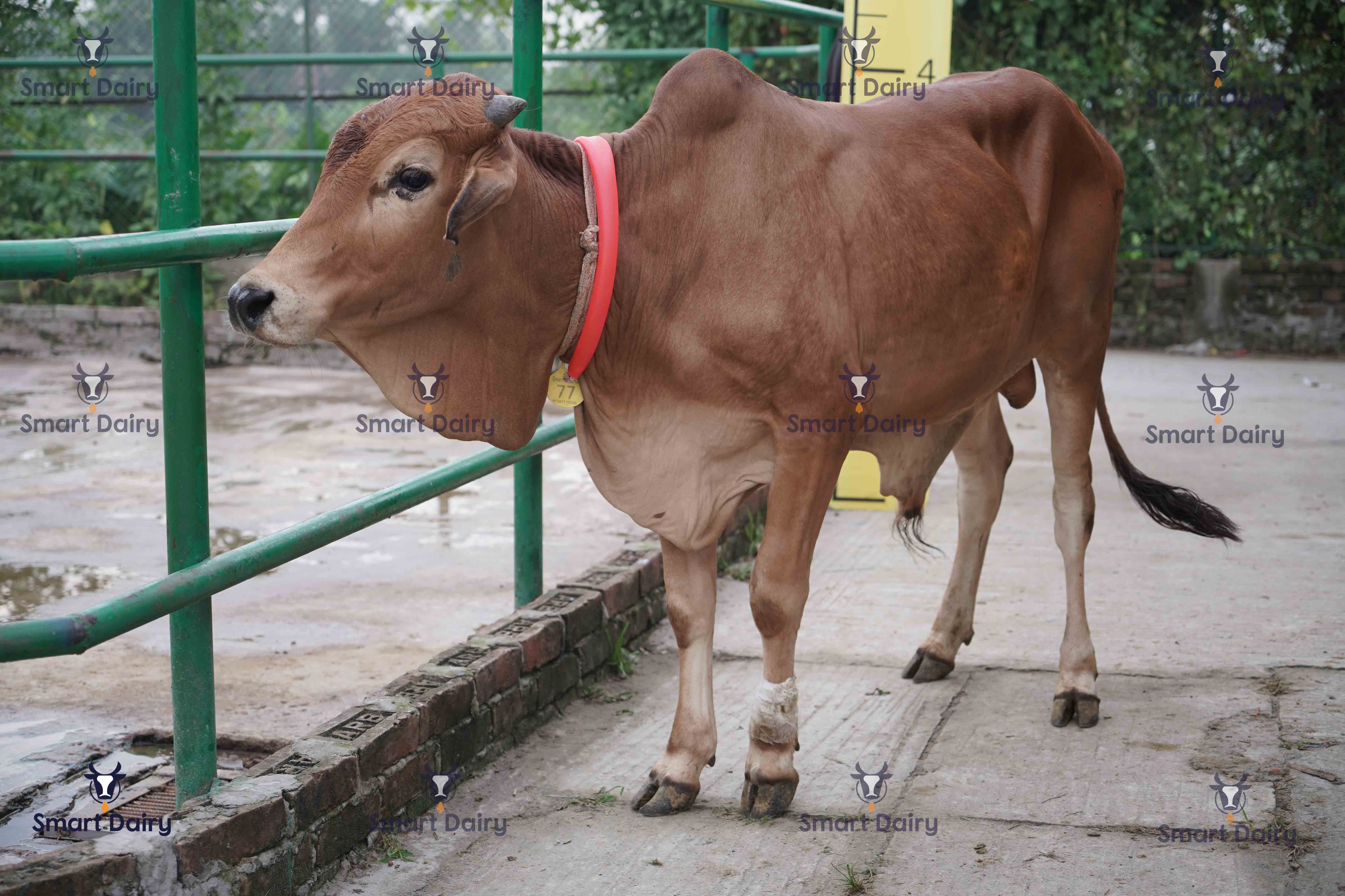 Male - Bull (ষাঁড়), SD-77