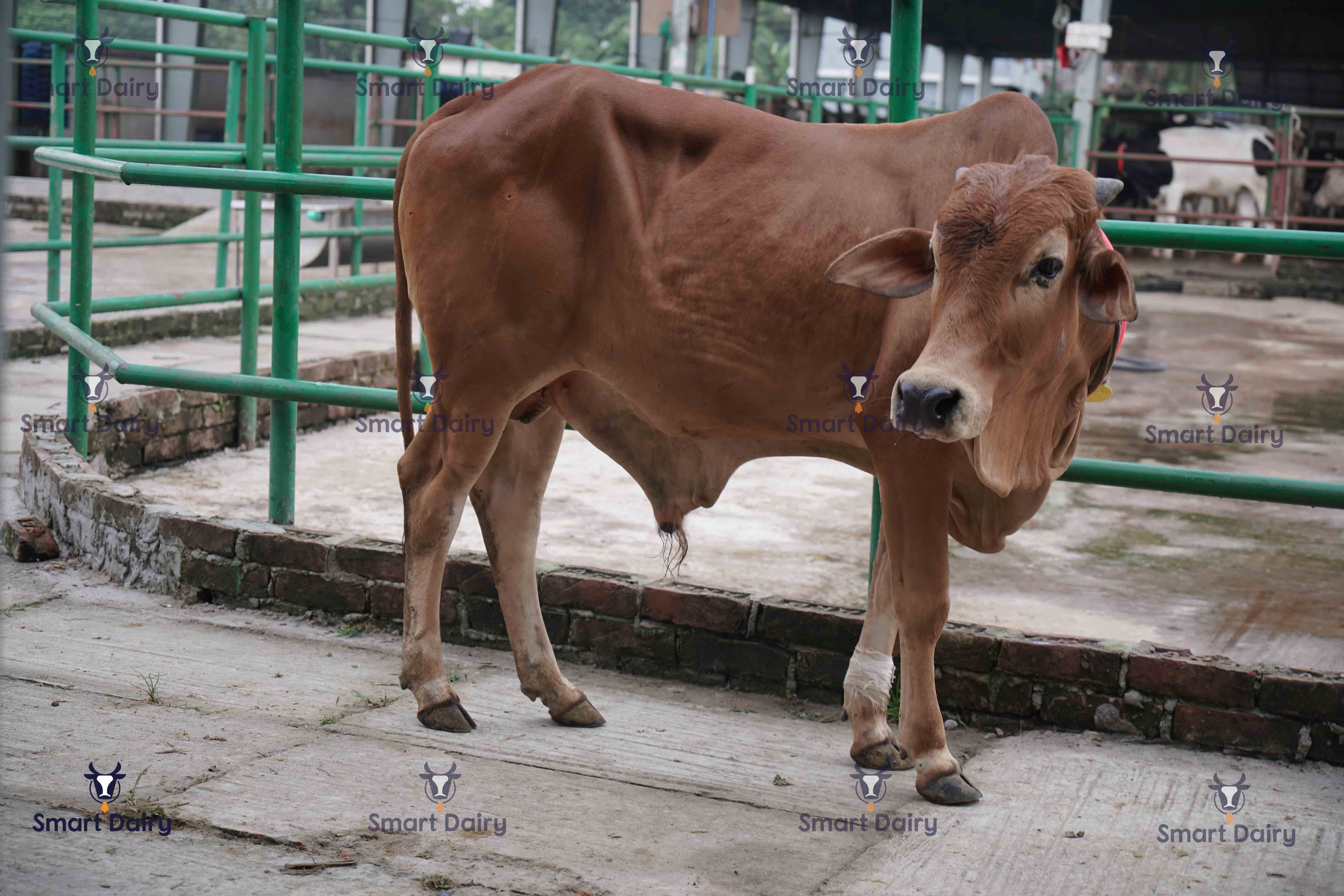 Male - Bull (ষাঁড়), SD-77