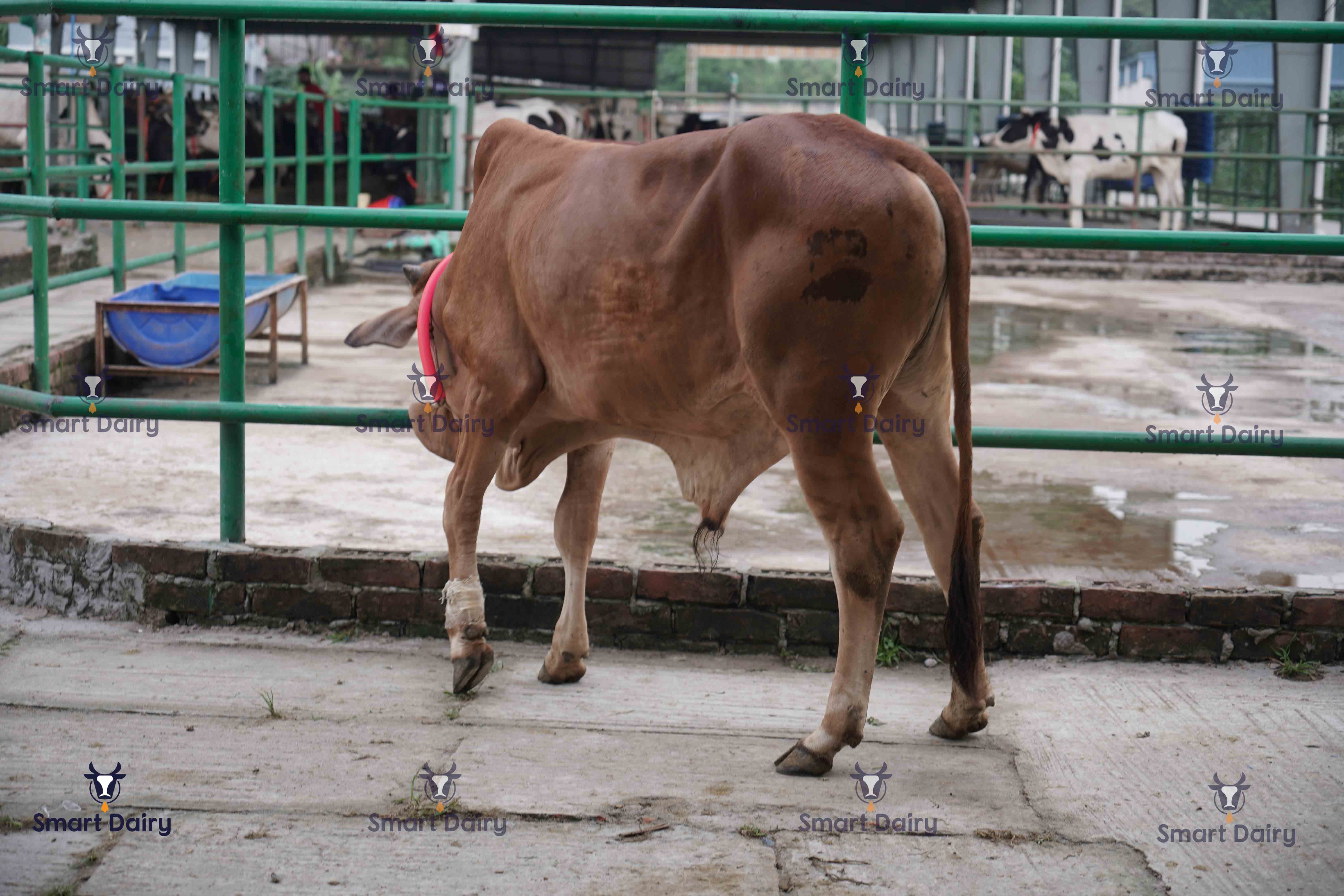 Male - Bull (ষাঁড়), SD-77